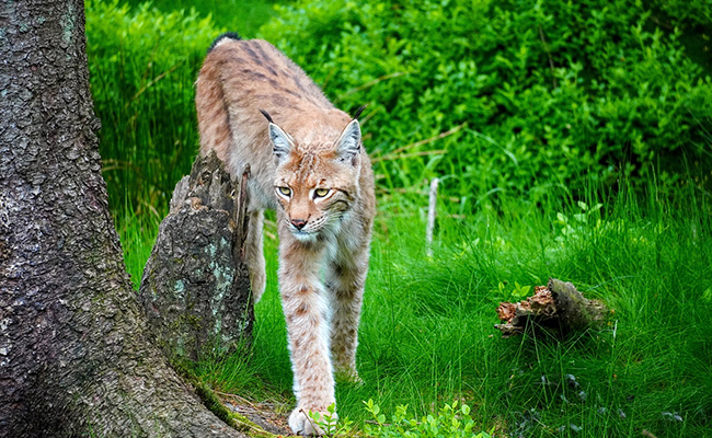 Quelle différence entre un parc animalier et un zoo ?