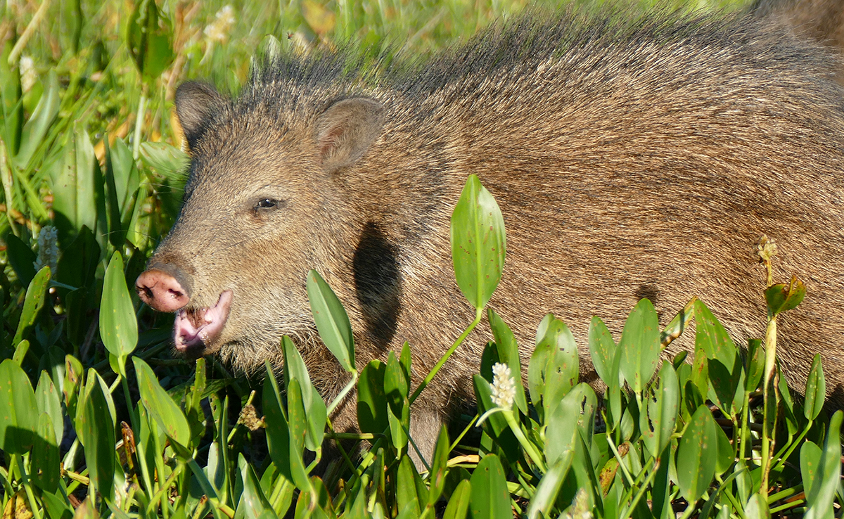 Pécari, mammifère proche du porc : qui est-il ? Comment vit-il ?