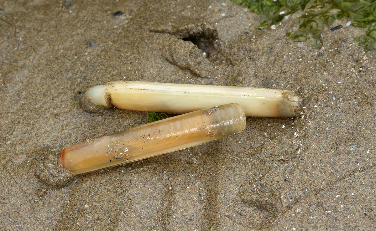 Pêcher le couteau, une activité ludique en bord de mer