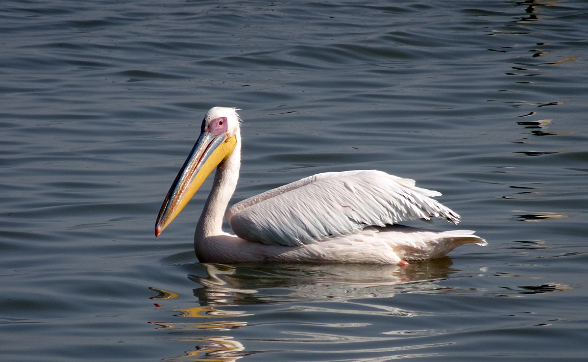 Pélican blanc, un des plus grands oiseaux aquatiques