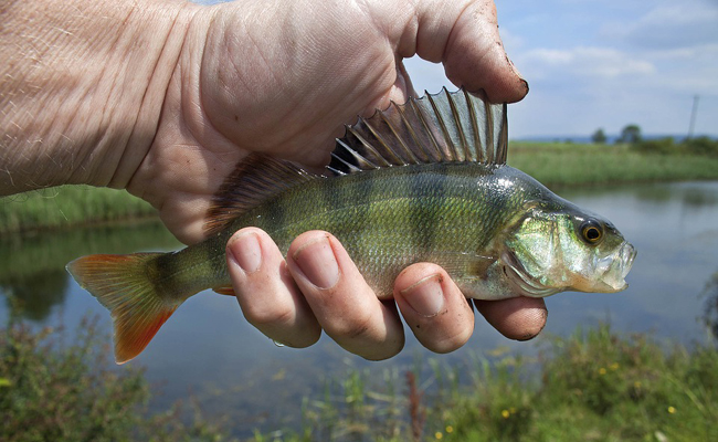 La perche (Perca fluviatilis), poisson commun de nos plans d'eau