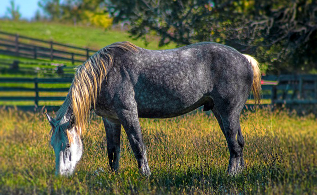 Le Percheron : tout savoir sur cette race de cheval