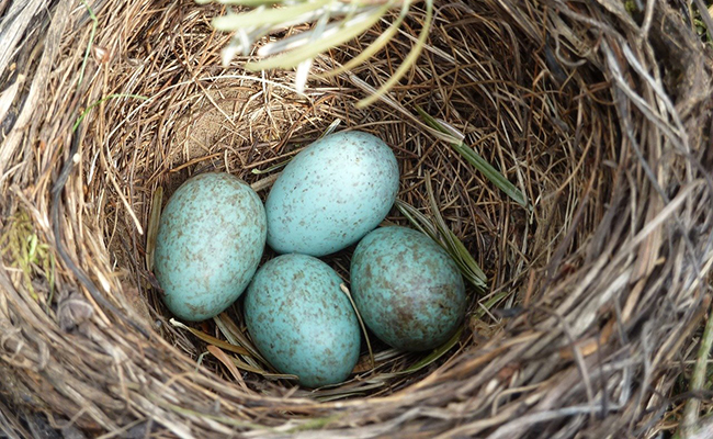 A quelle période pondent les oiseaux du jardin ?