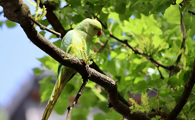 Les perruches à collier de plus en plus présentes en ville, quelles conséquences pour la biodiversité ?