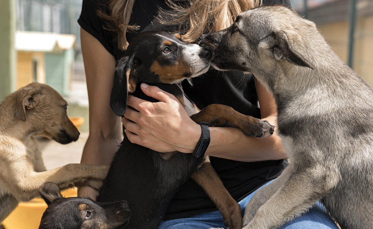 Quels sont les tarifs d'un pet-sitter, dog-sitter ou cat-sitter ?