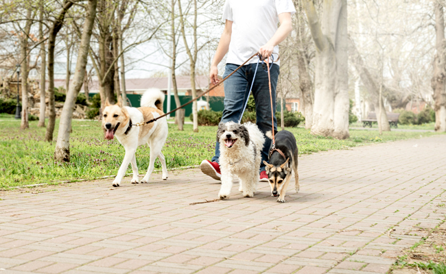 Comment créer une micro-entreprise de Pet Sitter (chat et chien) ?