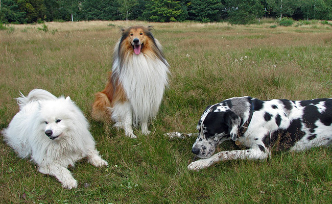 Pet Sitter, solution de garde d'animaux de compagnie