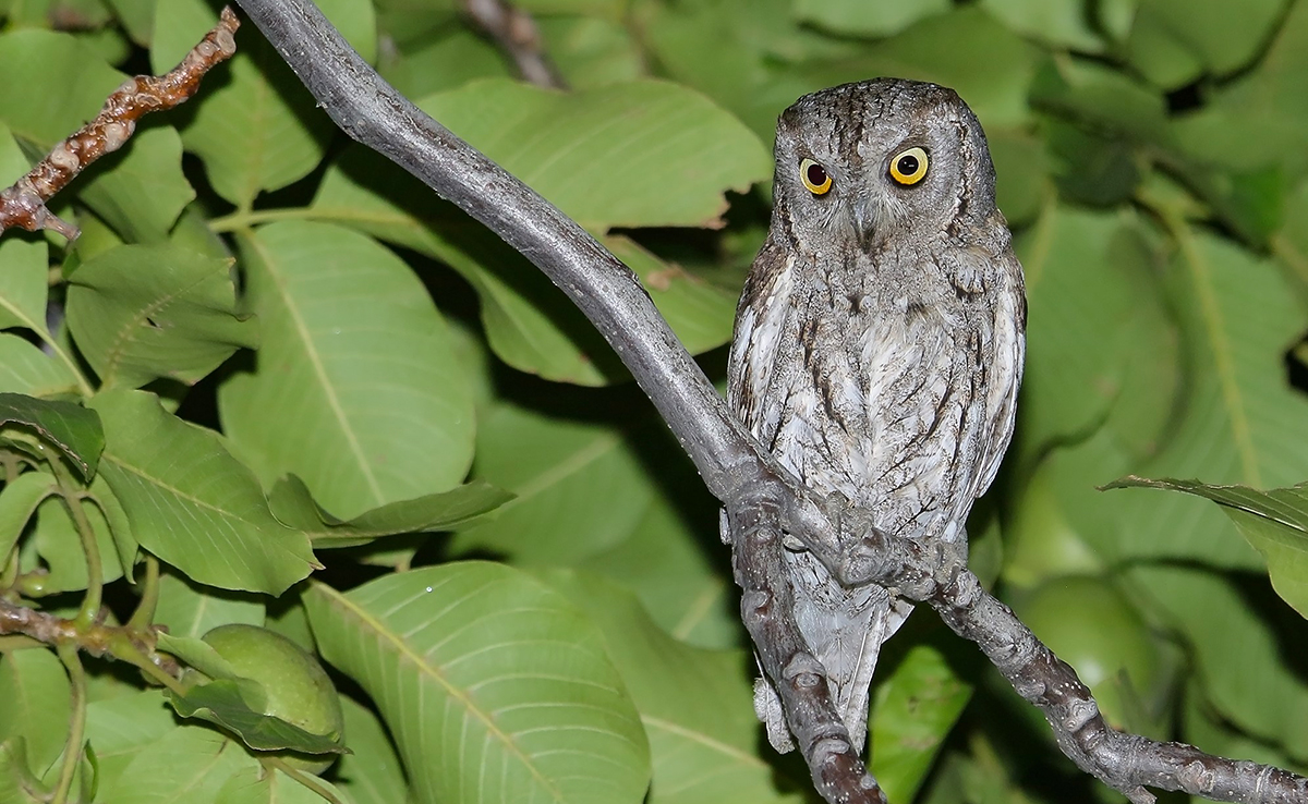 Petit-duc scops ou hibou petit-duc, le plus petit des hiboux