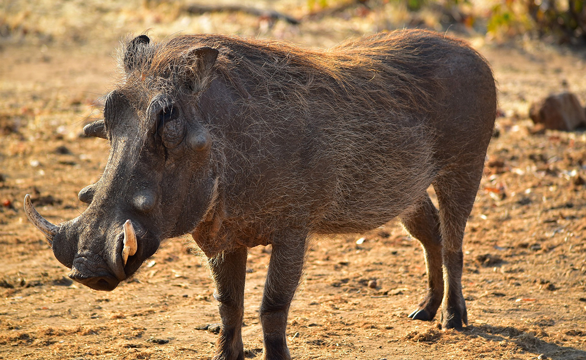 Phacochère, sanglier de la savane africaine