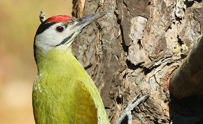 Pic cendré, oiseau à tête grise et petites moustaches noires