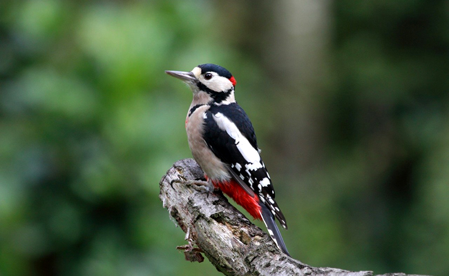 Le Pic épeiche, très bel oiseau des forêts