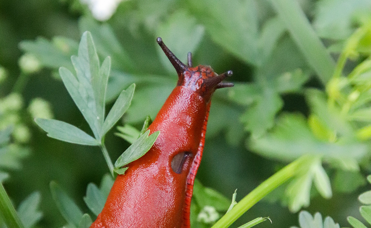 Comment fabriquer un piège à limaces efficace pour le jardin ?