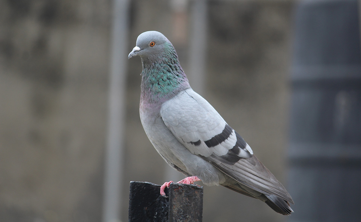 Pigeon biset, très présent dans les villes !