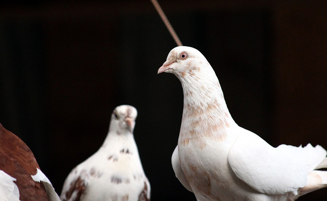 Comment élever des pigeons : conseils et bonnes pratiques ?