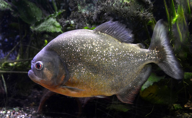 Le piranha, redoutable poisson prédateur des rivières sud-américaines