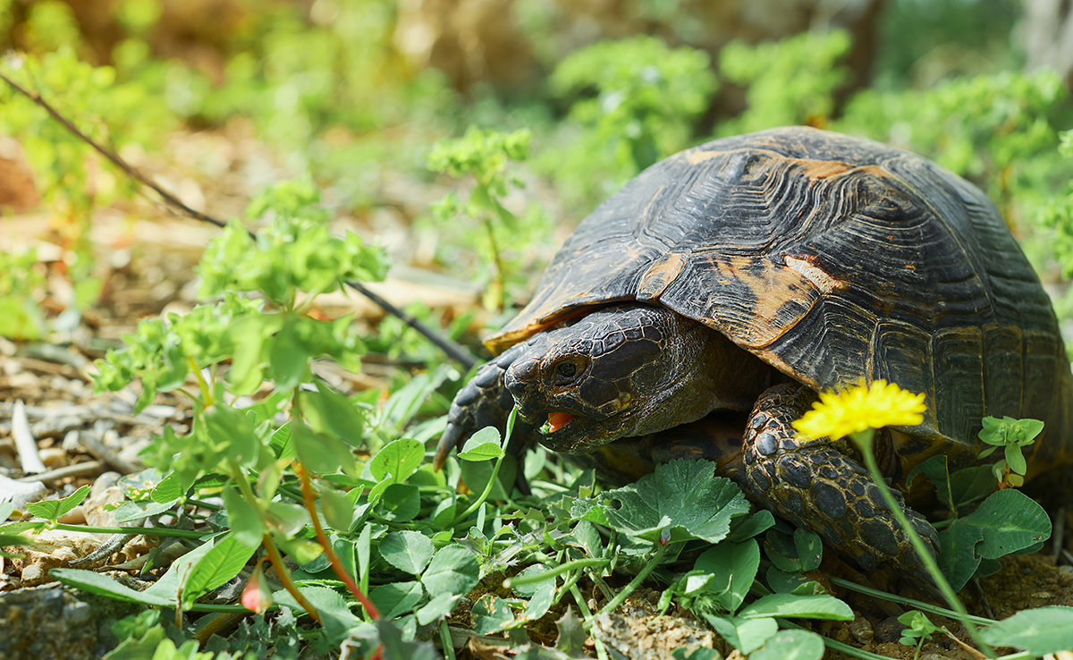 11 plantes bénéfiques pour les tortues terrestres