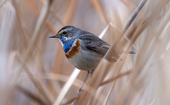 Top 10 des plus beaux oiseaux de France