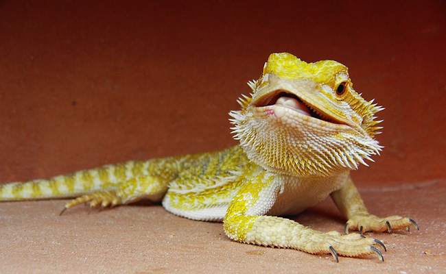 Les 9 couleurs du Pogona vitticeps