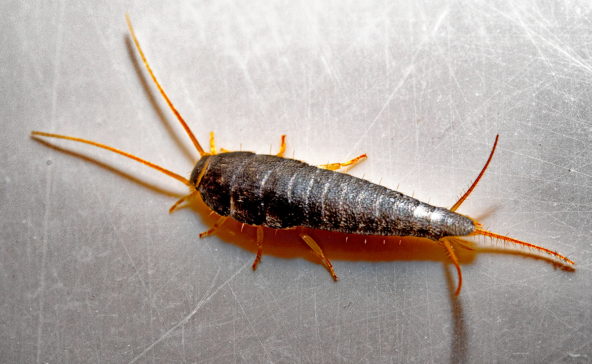 Poisson d’argent, insecte pénible dans une maison