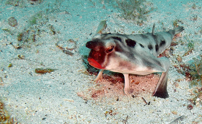 Poisson chauve-souris, aux lèvres rouges !