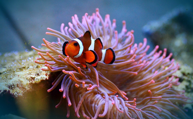 Le poisson-clown en aquarium : conseils et bonne pratique d’élevage