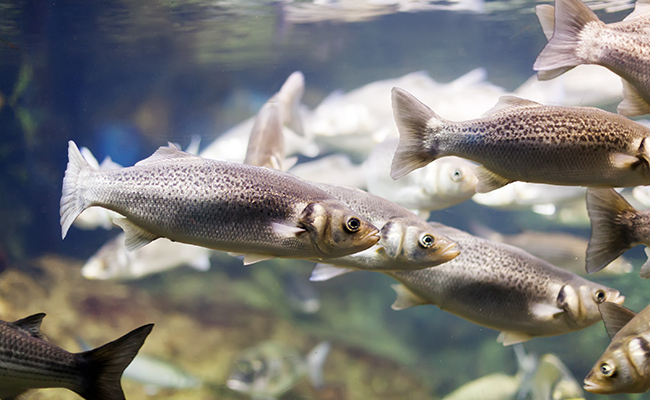 Les poissons ressentent-ils la douleur ?