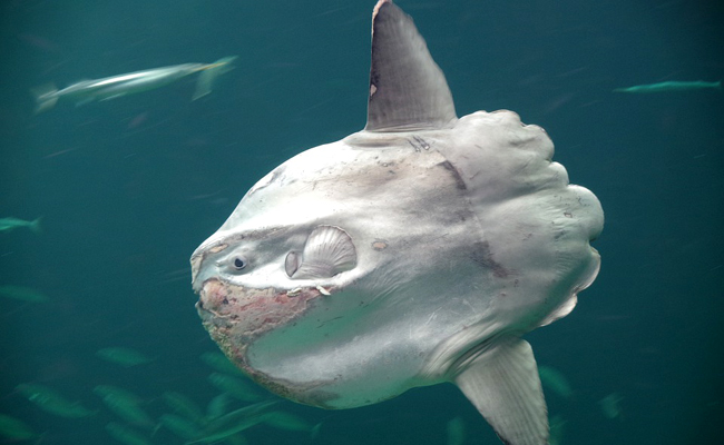 Le poisson-lune ou môle : poisson pouvant peser jusqu’à une tonne !