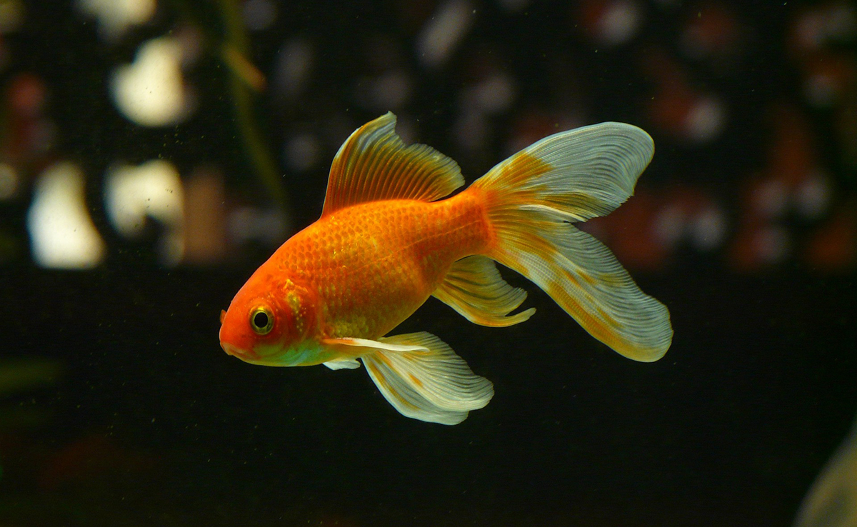 Poisson rouge en aquarium : conseils et bonnes pratiques