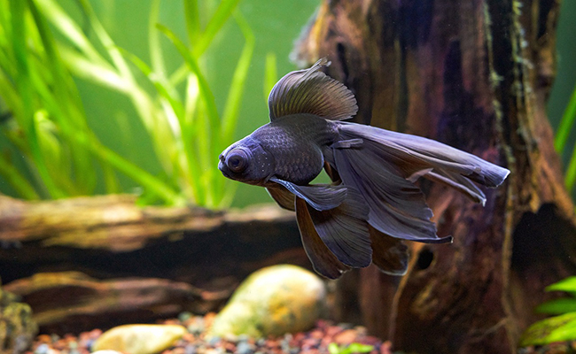 Poisson télescope, variété de poisson rouge aux yeux globuleux