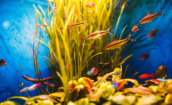 Top 10 des poissons d'eau douce à élever en aquarium