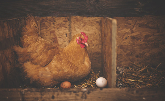 Pondoir à poules : quelle installation dans le poulailler ?