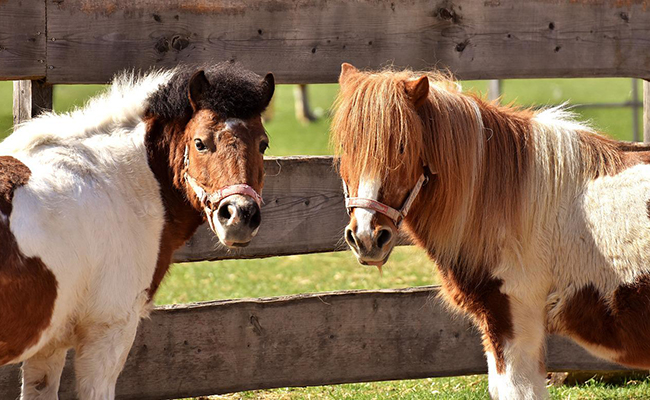 Le poney, c’est que pour les enfants : vrai ou faux ?