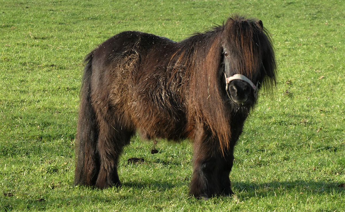 5 conseils pour prendre soin et garantir le bien-être de son poney !