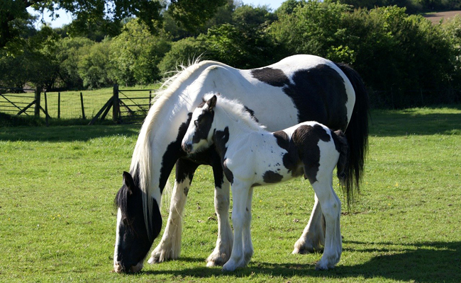 Quelles différences entre un cheval et un poney ?