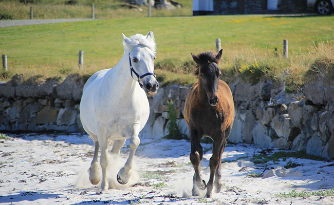 Le Connemara : tout savoir sur cette race de poney