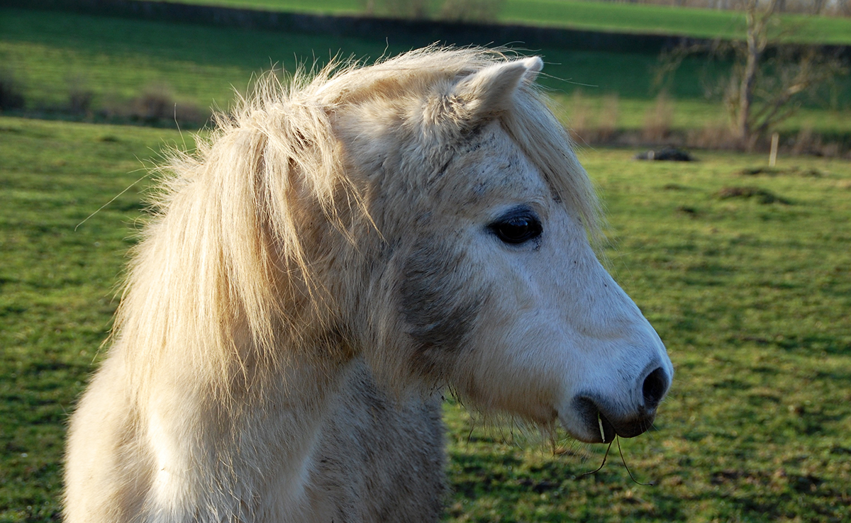 Mon poney a la diarrhée : pourquoi ? Que faire ?