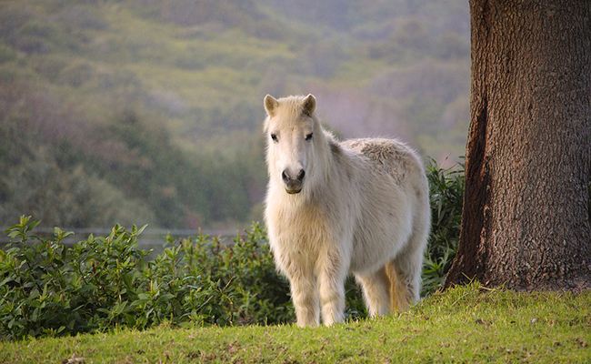 Poney malade : 8 signes qui ne trompent pas