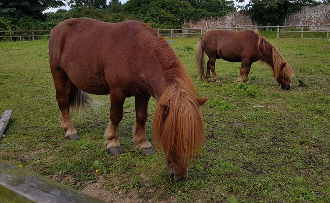 poney Shetland