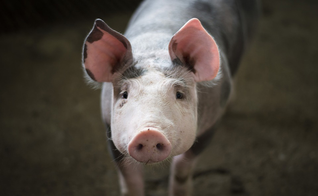 Quelles différences entre un porc et un cochon ?