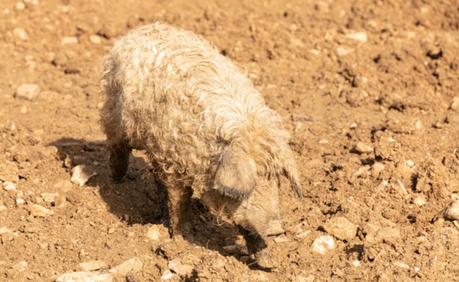 Le porc laineux, un cochon plein de poils