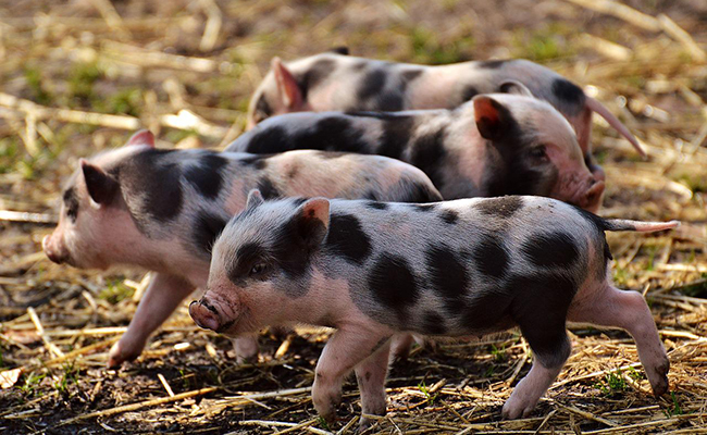 Le porcelet, le petit de la truie et du verrat