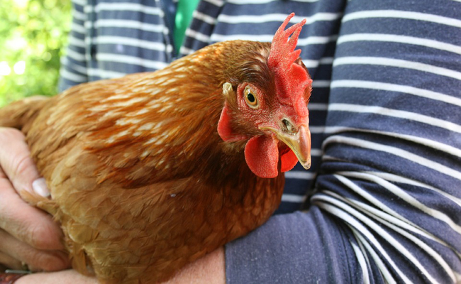 Peut-on apprivoiser une poule ?