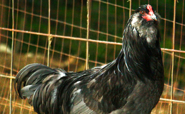 Poule Ameraucana