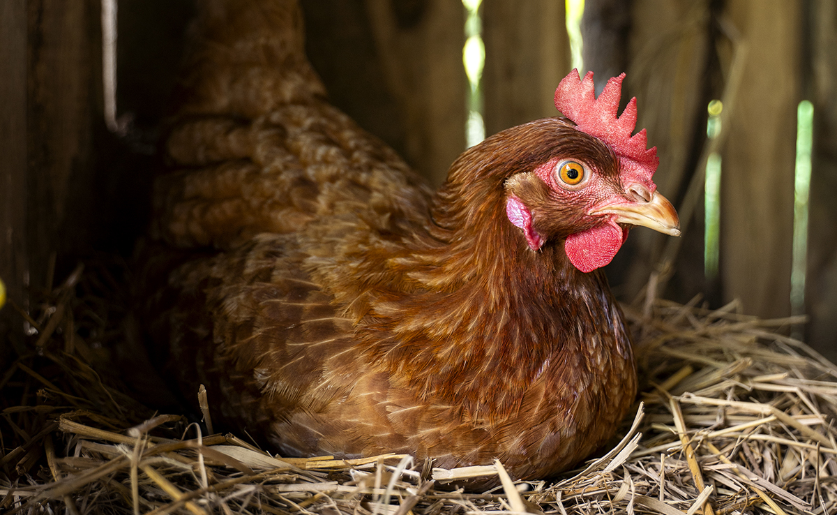 Tuer la poule aux œufs d’or : que veut dire cette expression ?