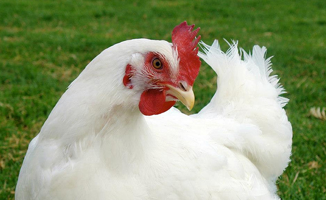 Poule Azur, race de poule qui pond des œufs bleus