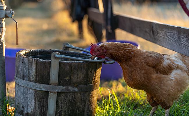 Déshydratation chez la poule, quels sont ses besoins en eau ?