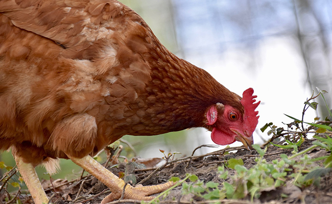 Pourquoi les poules mangent des cailloux ?