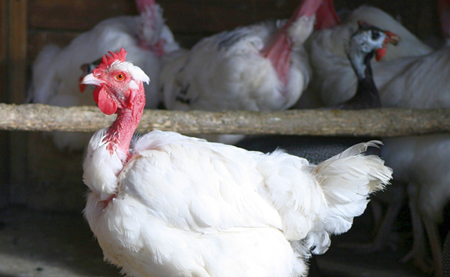 Poule Cou nu du Forez : caractéristiques, besoins et conseils d'élevage