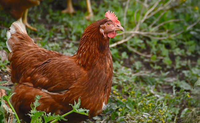 Une poule qui a trouvé un couteau : que veut dire cette expression ?