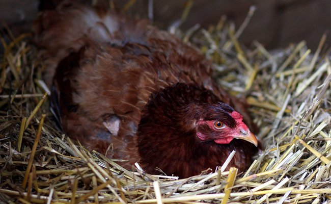 La couvaison de l’œuf par la poule : pourquoi, quand, comment !